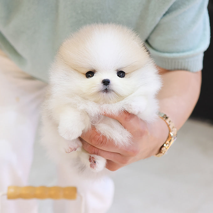 Pomeranian - Jeti (Male)