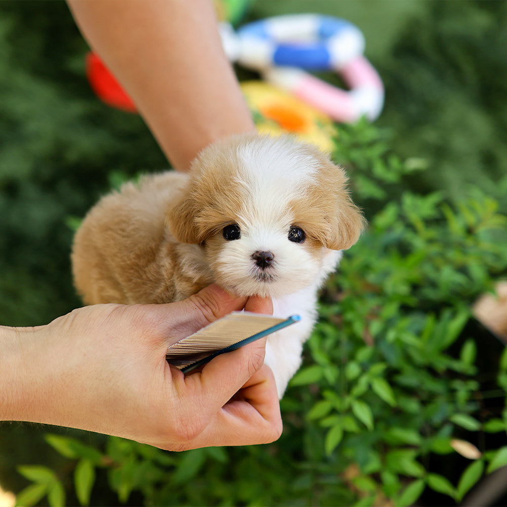Maltipoo - Wapeul (Female) $4400
