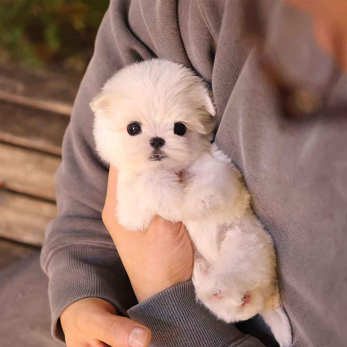 Maltese - Seoul (Female) $3000