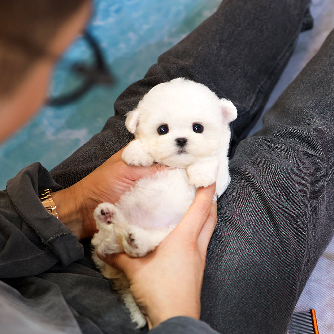 Bichon Frise - Jandi (Female) $2800