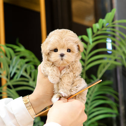 Maltipoo - Pingping (Female) $3800
