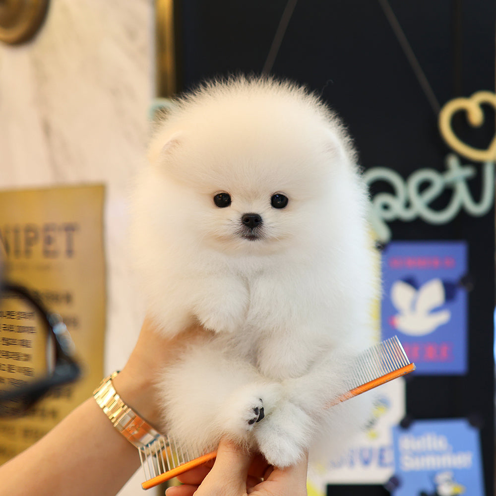 Pomeranian - Yeondu (Male) $2200
