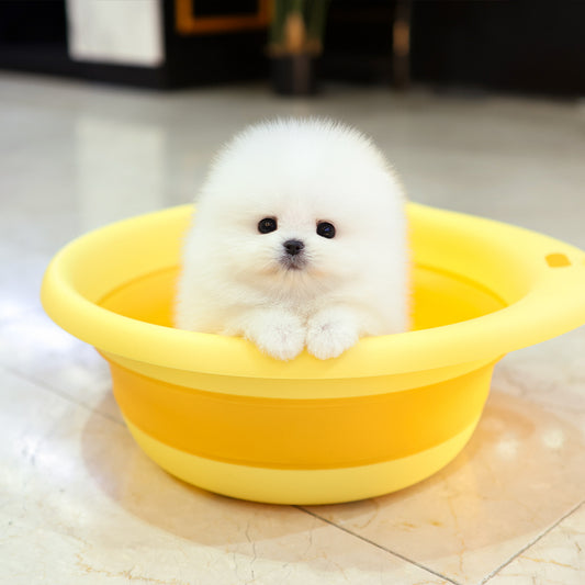 Pomeranian - Ramyeon (Male) $5000