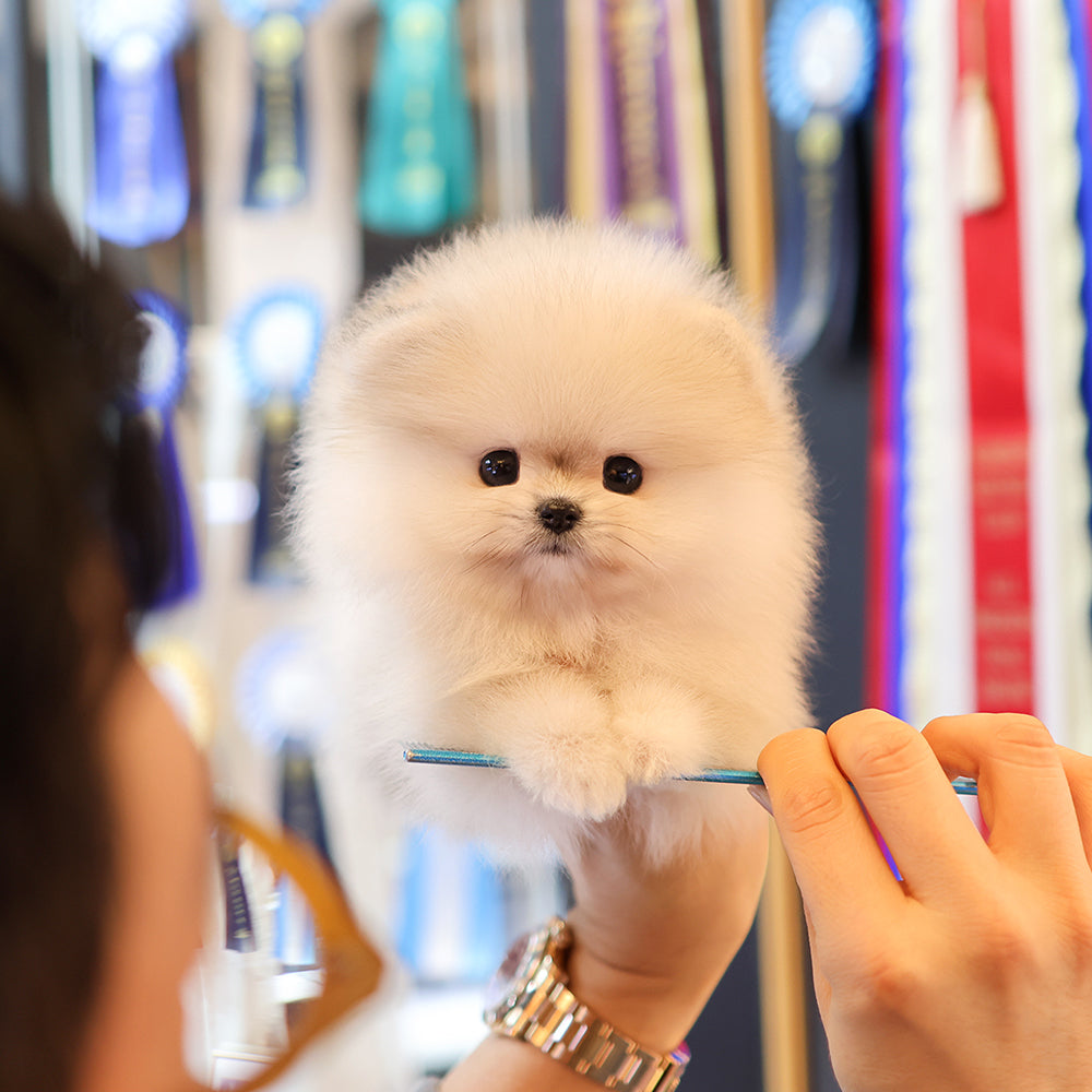 Pomeranian - Kiwi (Female) $2400