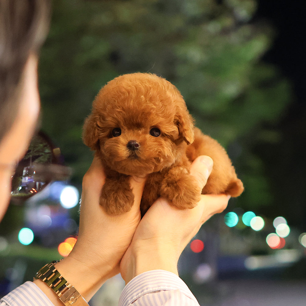 Poodle - Jeonju (Male) $4300