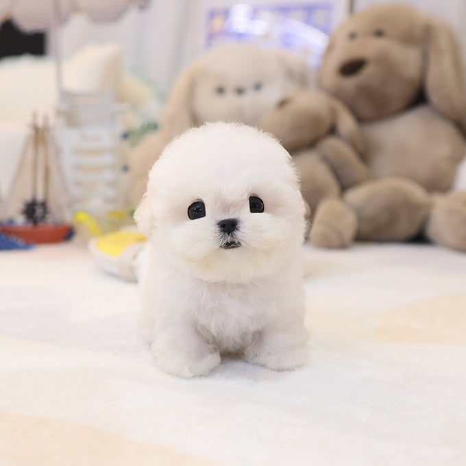 BichonFrise - Jjongjjong (Female)