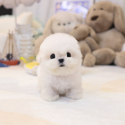 BichonFrise - Jjongjjong (Female)