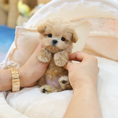Maltipoo - Joppong (Male) $3400