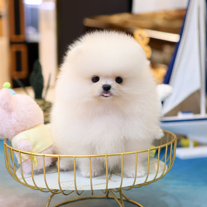 Pomeranian - Daegu (Female) $2400