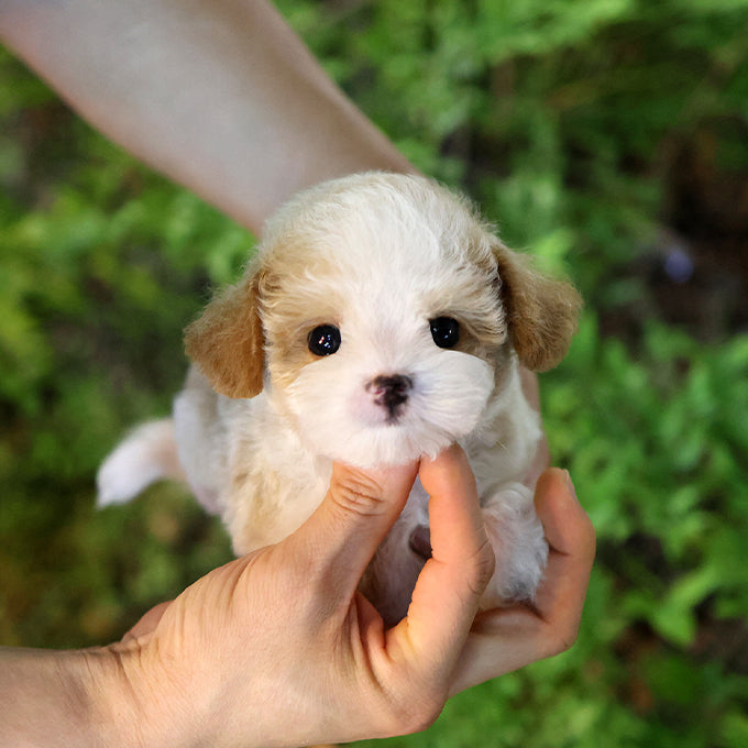 Poodle - Ojingeo (Male)