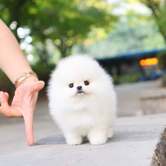 Pomeranian - Titi (Female) $5400
