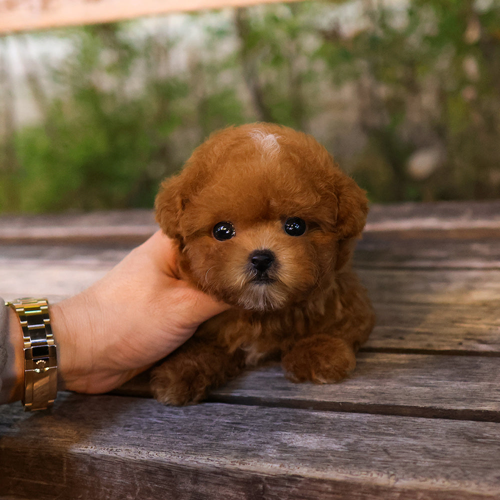 Poodle - Jipeu (Female) $3400
