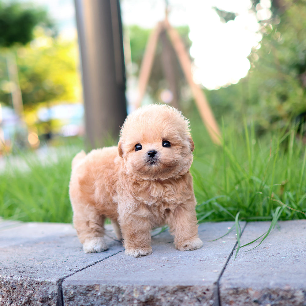 Maltipoo - Ago (Male)