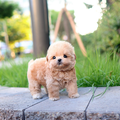 Maltipoo - Ago (Male)