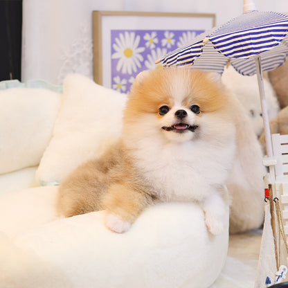 Pomeranian - Dani (Female)