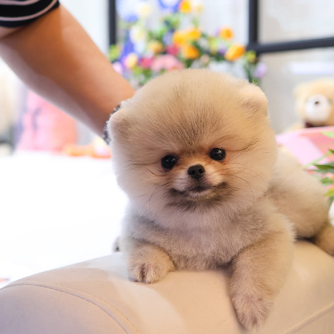 Pomeranian - Dao (Male)