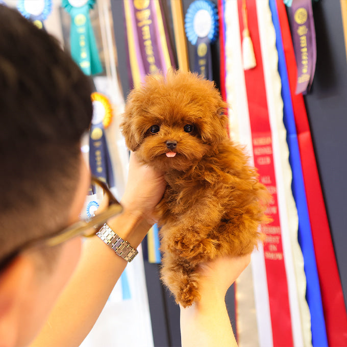 Poodle - Ttuji (Male)