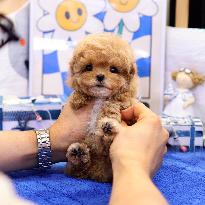 Maltipoo - Gwaja (Female)