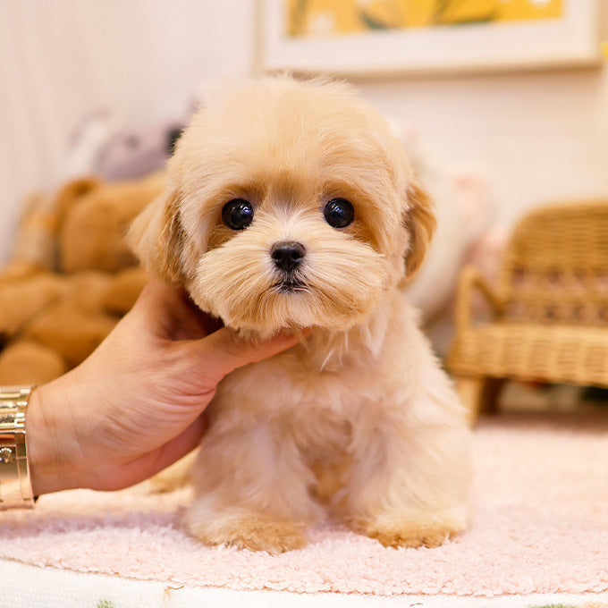 Maltipoo - Ppuu (Female)