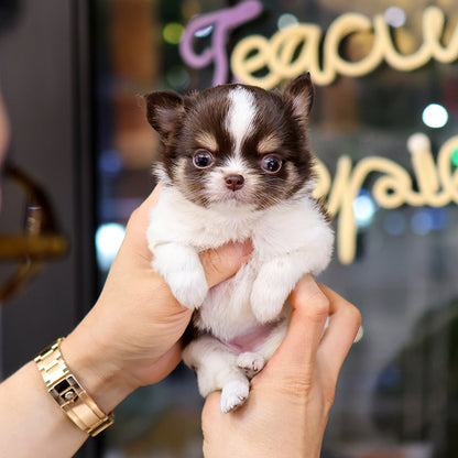 Chihuahua - Seuteo (Female)