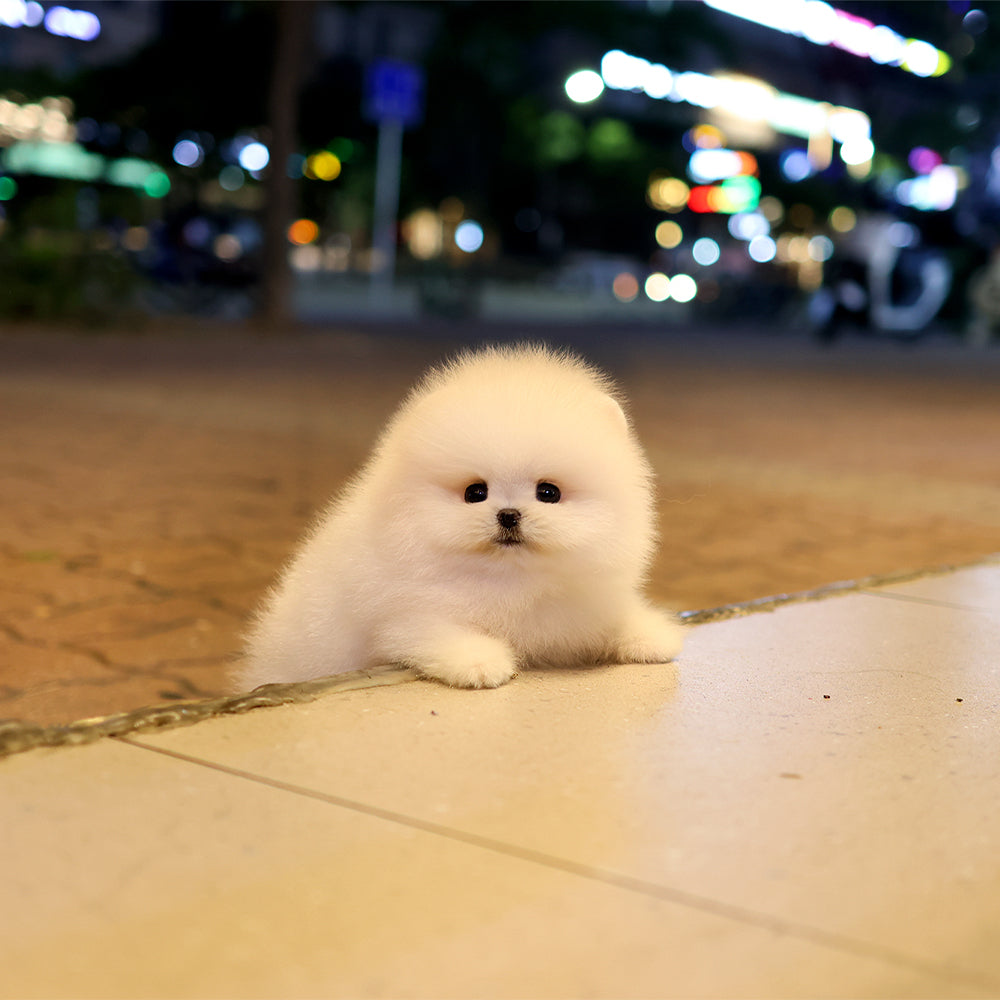 Pomeranian - Baegyang (Female) $5200