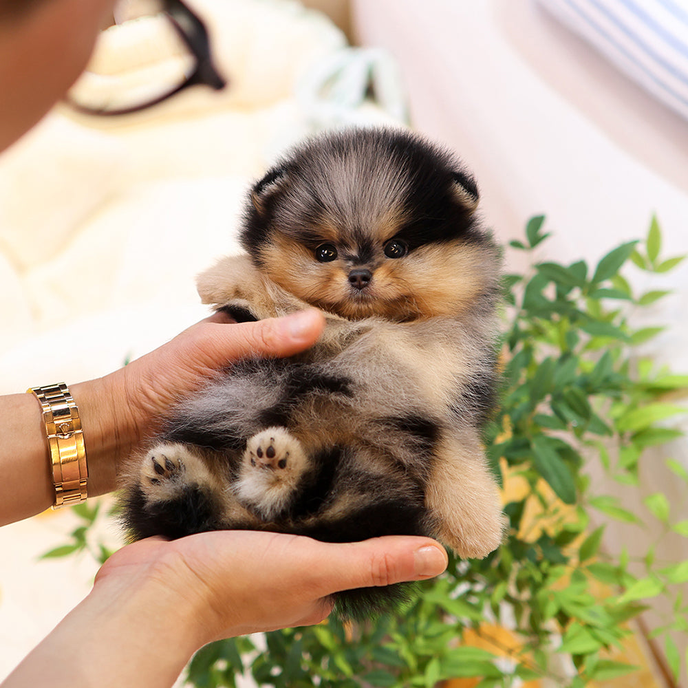 Pomeranian - Kanchyo (Male) $2500