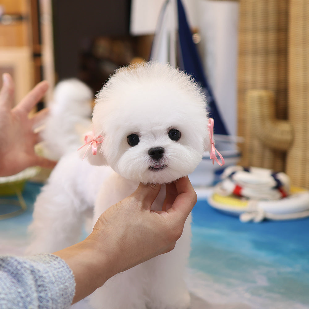 Bichon Frise - Myeonbong (Male) $2200