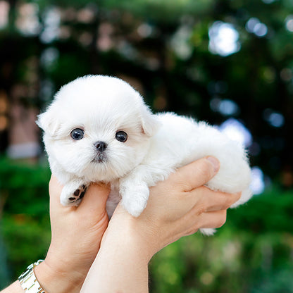 Maltese - Jinri (Female)