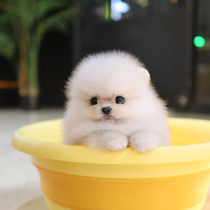 Pomeranian - Kkucha (Male) $4500