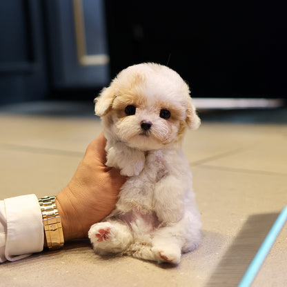 Maltipoo - Koko (Male) $2800