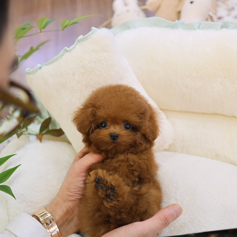 Poodle - Roni (Female) $3500