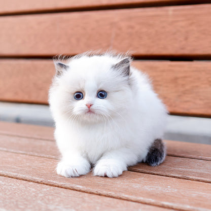 Ragdoll - Kokoa (Female)