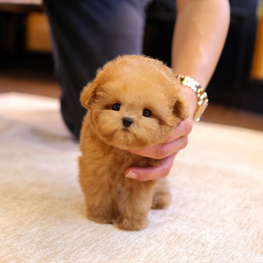 Poodle - Chamkkae (Male) $4400