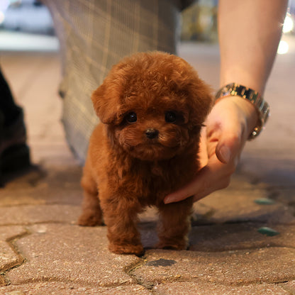 Poodle - Eilli (Male) $4000