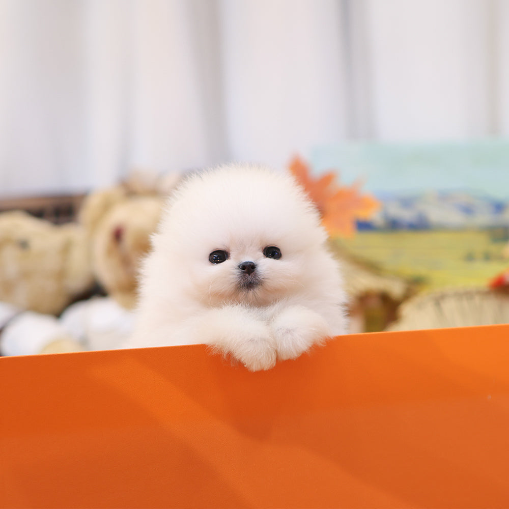 Pomeranian - Ppuyo (Male) $4000