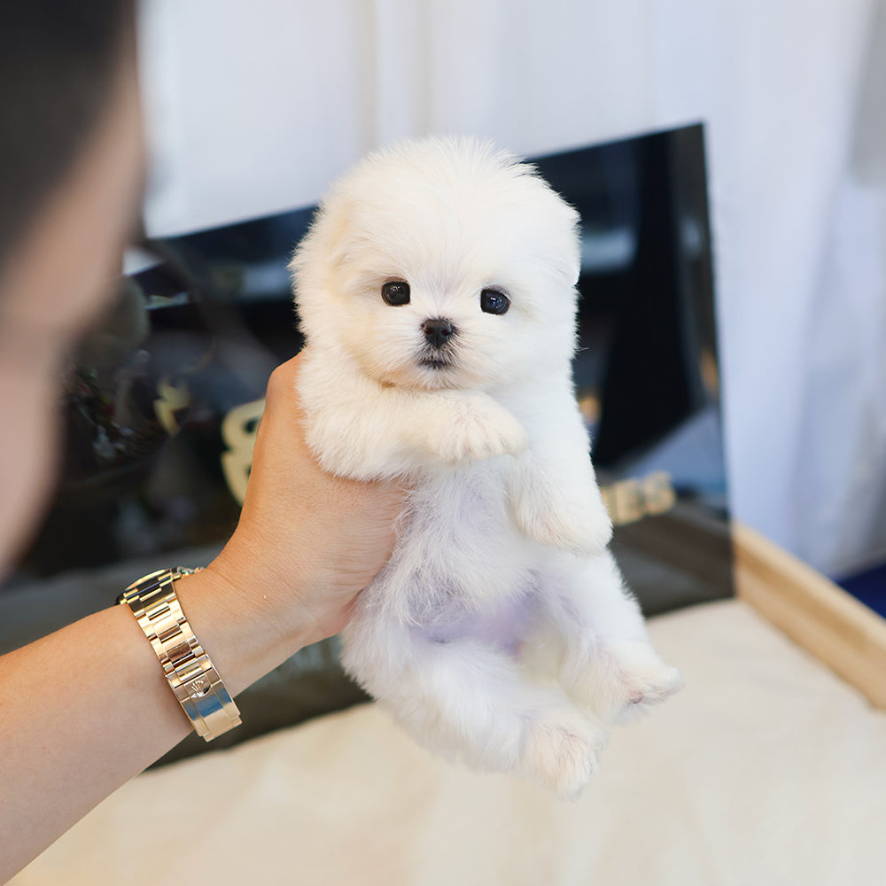 Maltese - Hyoa (Female) $2400