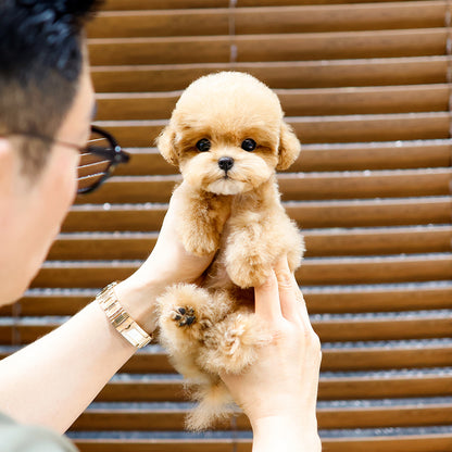 Poodle - Popo (Female)