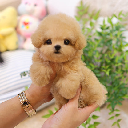 Poodle - Mio (Female) $4300