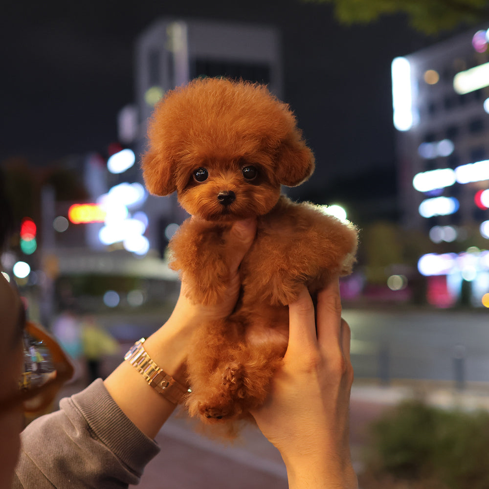 Poodle - Peanut (Female) $3600