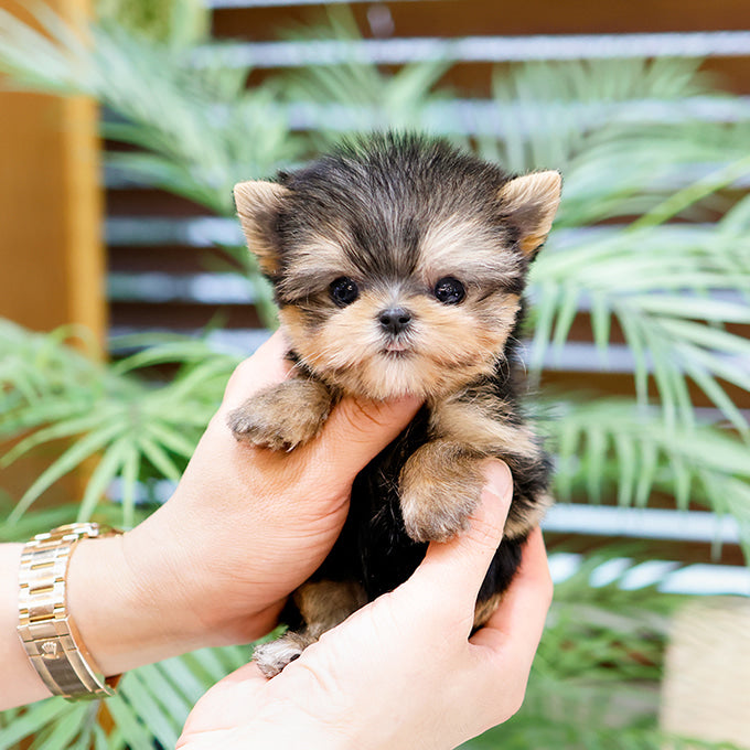 Yorkshire Terrier - Gahi (Female)