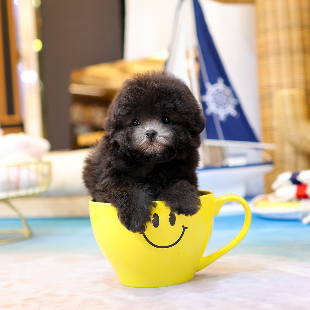 Poodle - Sirong (Female)  $4400