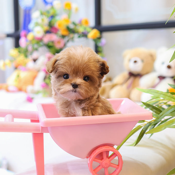 Maltipoo - Cherry (Female)