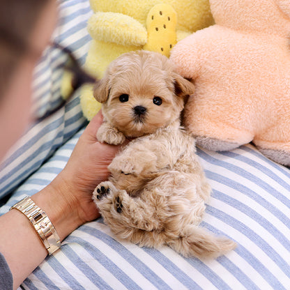 Maltipoo - Ubin (Male) $2200