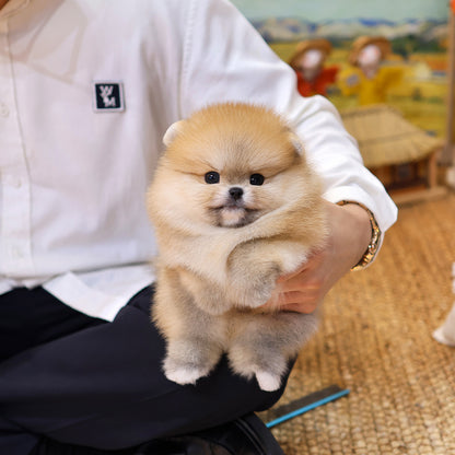 Pomeranian - Kawa (Male) $4000