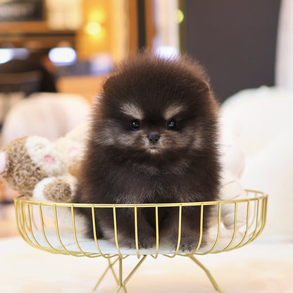 Pomeranian - Jaba (Male)