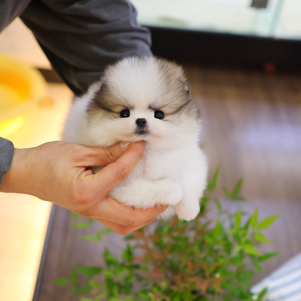 Pomeranian - Rami (Female) $3500