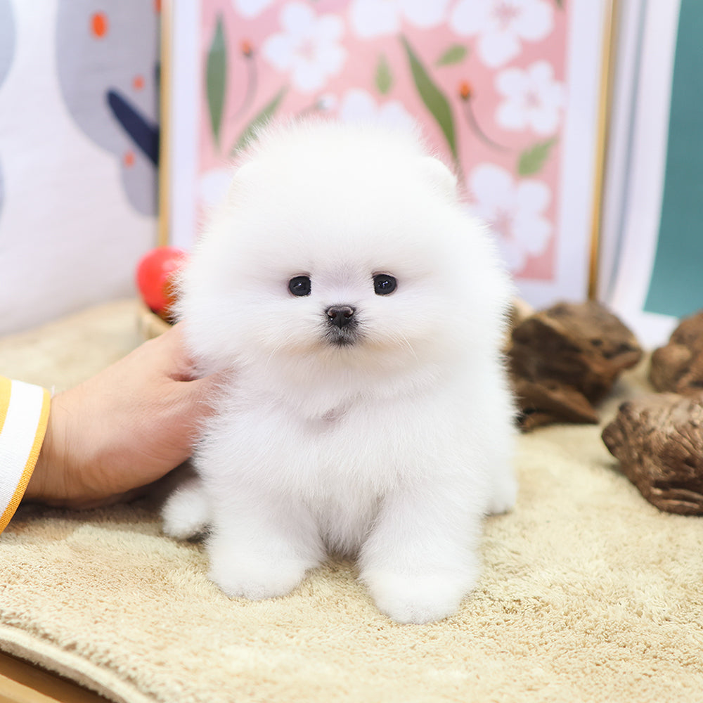 Pomeranian - Elio (Male) $2500