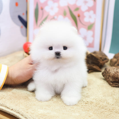 Pomeranian - Elio (Male) $2500