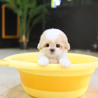 Maltipoo - Narong (Female) $4200