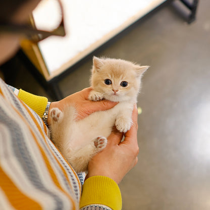 Munchkin - Moomoo (Male)